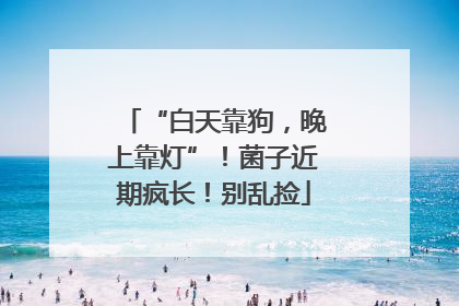 “白天靠狗，晚上靠灯”！菌子近期疯长！别乱捡