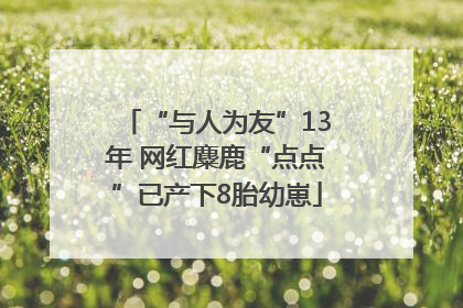 “与人为友”13年 网红麋鹿“点点”已产下8胎幼崽