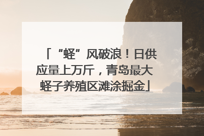 “蛏”风破浪！日供应量上万斤，青岛最大蛏子养殖区滩涂掘金