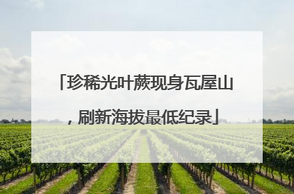 珍稀光叶蕨现身瓦屋山，刷新海拔最低纪录