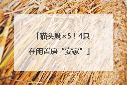 猫头鹰×5！4只在闲置房“安家”