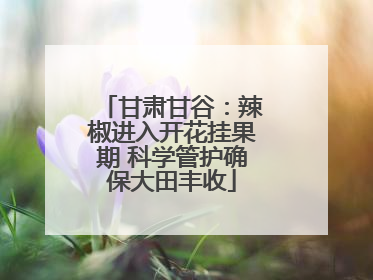 甘肃甘谷：辣椒进入开花挂果期 科学管护确保大田丰收