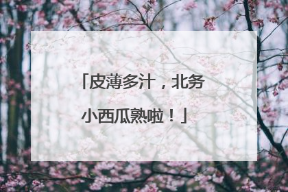 皮薄多汁，北务小西瓜熟啦！