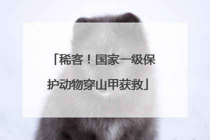 稀客！国家一级保护动物穿山甲获救