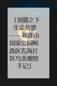 羽翼之下 生命共歌——祁连山国家公园候选区青海片区鸟类观察手记