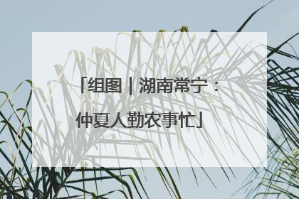 组图｜湖南常宁：仲夏人勤农事忙