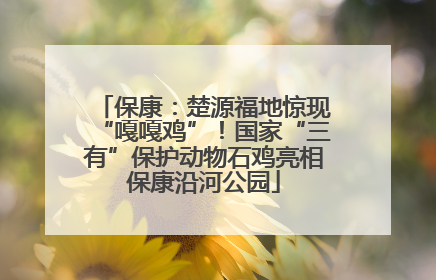 保康：楚源福地惊现“嘎嘎鸡”！国家“三有”保护动物石鸡亮相保康沿河公园