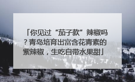 你见过“茄子款”辣椒吗？青岛培育出富含花青素的紫辣椒，生吃自带水果甜