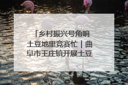 乡村振兴号角响 土豆地里竞赛忙｜曲阜市王庄镇开展土豆收获劳动竞赛