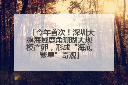 今年首次！深圳大鹏海域鹿角珊瑚大规模产卵，形成“海底繁星”奇观