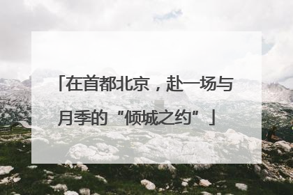 在首都北京，赴一场与月季的“倾城之约”