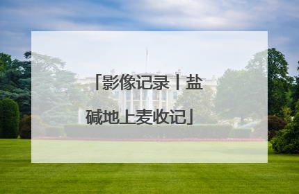 影像记录丨盐碱地上麦收记
