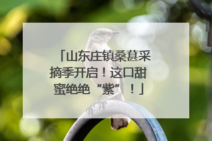 山东庄镇桑葚采摘季开启！这口甜蜜绝绝“紫”！