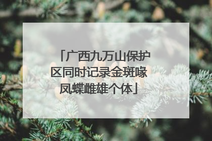 广西九万山保护区同时记录金斑喙凤蝶雌雄个体
