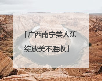 广西南宁美人蕉绽放美不胜收
