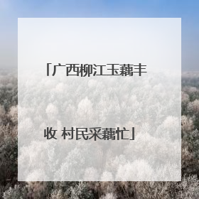 广西柳江玉藕丰收 村民采藕忙