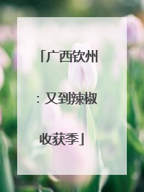 广西钦州：又到辣椒收获季
