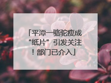 平潭一骆驼瘦成“纸片”引发关注！部门已介入