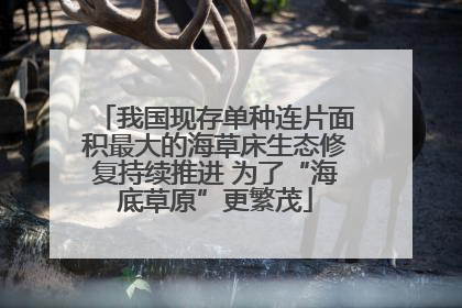 我国现存单种连片面积最大的海草床生态修复持续推进 为了“海底草原”更繁茂