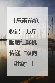 暴雨前抢收记：万斤胭脂红鲜桃传递“双向甜蜜”
