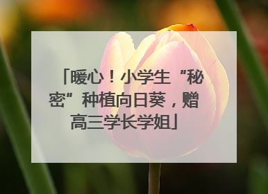 暖心！小学生“秘密”种植向日葵，赠高三学长学姐