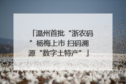 温州首批“浙农码”杨梅上市 扫码溯源“数字土特产”