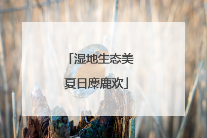 湿地生态美 夏日麋鹿欢