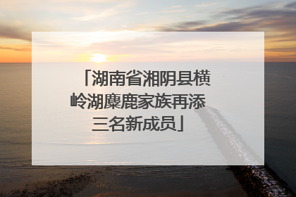 湖南省湘阴县横岭湖麋鹿家族再添三名新成员