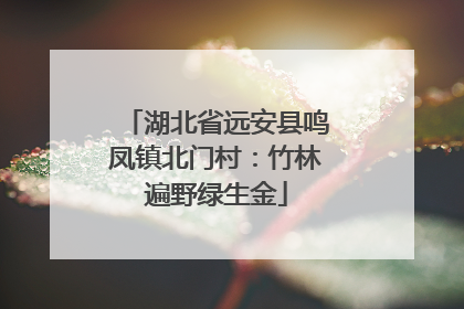 湖北省远安县鸣凤镇北门村：竹林遍野绿生金
