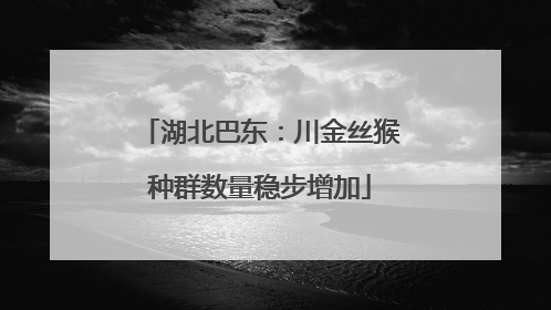 湖北巴东：川金丝猴种群数量稳步增加