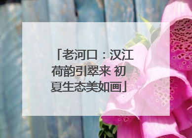 老河口：汉江荷韵引翠来 初夏生态美如画