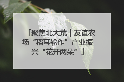 聚焦北大荒｜友谊农场“稻耳轮作”产业振兴“花开两朵”