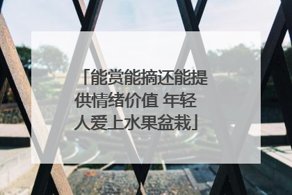 能赏能摘还能提供情绪价值 年轻人爱上水果盆栽