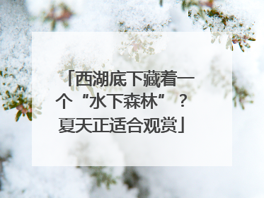 西湖底下藏着一个“水下森林”？夏天正适合观赏
