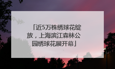 近5万株绣球花绽放，上海滨江森林公园绣球花展开幕