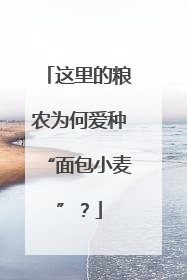 这里的粮农为何爱种“面包小麦”？