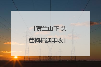 贺兰山下 头茬枸杞迎丰收