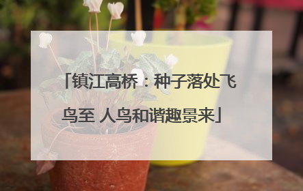 镇江高桥：种子落处飞鸟至 人鸟和谐趣景来