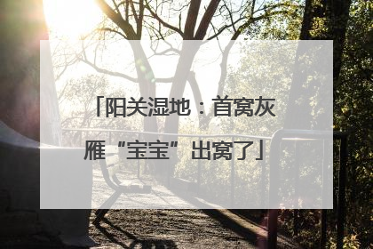 阳关湿地：首窝灰雁“宝宝”出窝了