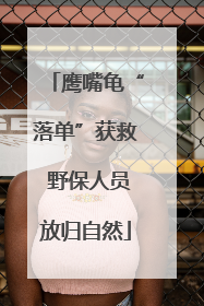 鹰嘴龟“落单”获救 野保人员放归自然