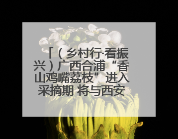 （乡村行·看振兴）广西合浦“香山鸡嘴荔枝”进入采摘期 将与西安“梦幻联动”
