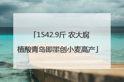 1542.9斤 农大腐植酸青岛即墨创小麦高产