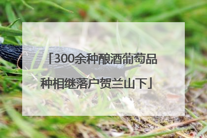 300余种酿酒葡萄品种相继落户贺兰山下