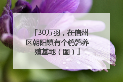 30万羽，在信州区朝阳镇有个鹌鹑养殖基地（图）